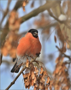 <p>HÝL OBECNÝ (Pyrrhula pyrrhula) Šluknovsko ------- /Eurasian bullfinch - Gimpel/</p>